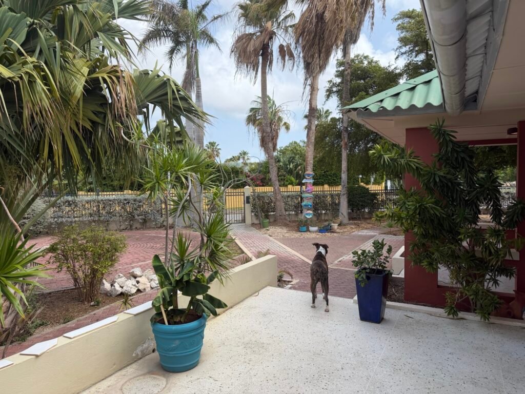 Ditjes, datjes en een beetje gedoe 🌴 Img 7409 1024x768